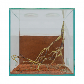 Deko Wüstenbusch 30x15cm